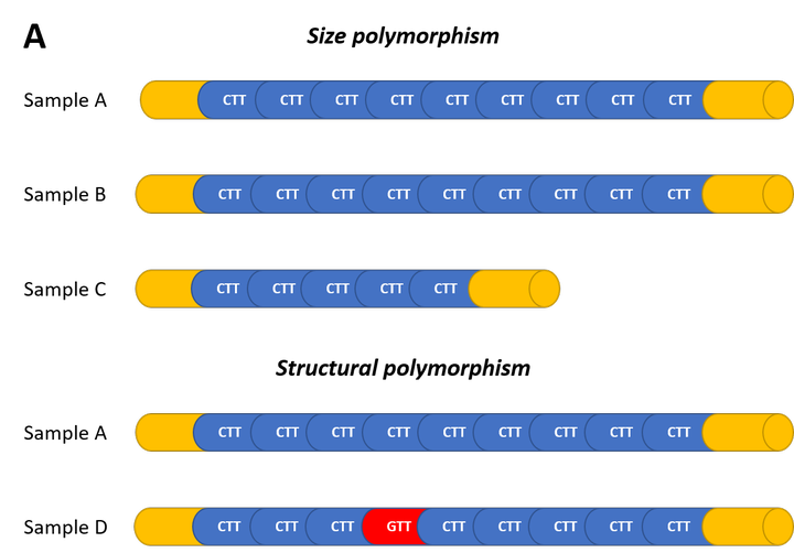 Microsatellite Analysis Biomnigene